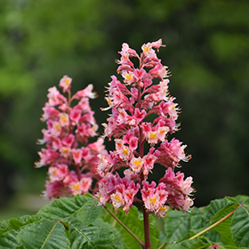 Plant Photo 1