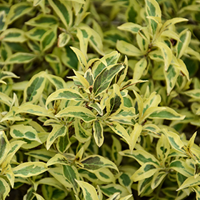 Plant Photo 10